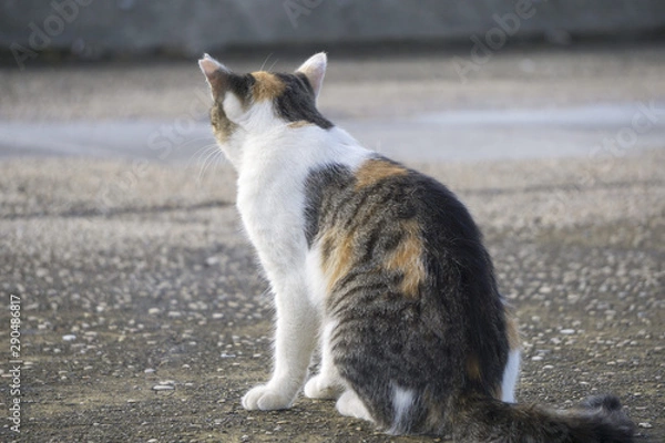 Fototapeta 三毛猫