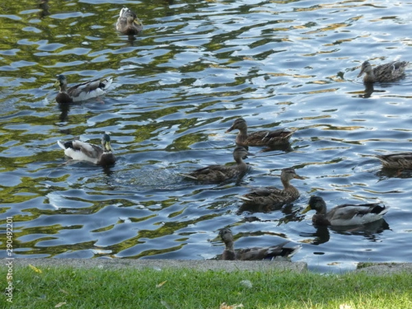 Obraz Birds on the water in berlin.