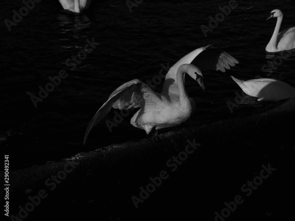 Obraz Different swans in Berlin on the water.