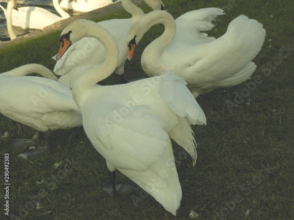 Obraz Different swans in Berlin on the water.