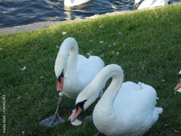 Obraz Different swans in Berlin on the water.