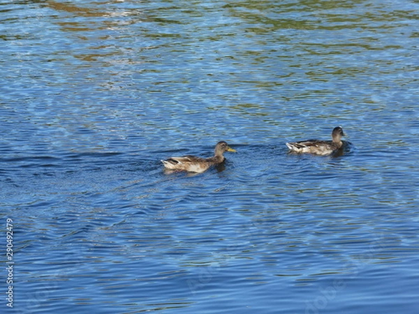 Obraz Birds on the water in berlin.