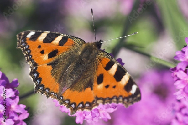 Fototapeta schmetterling