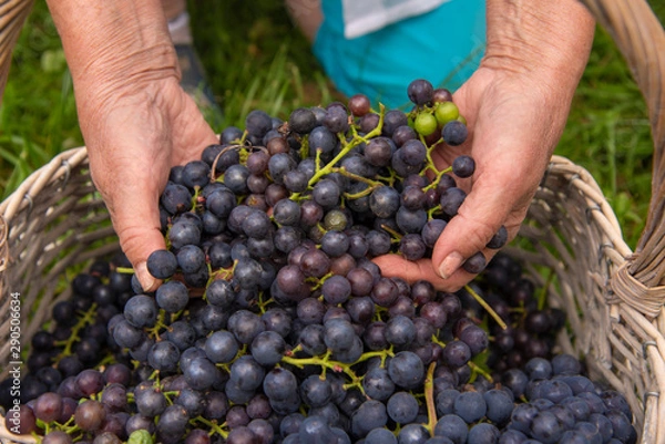Obraz Overworked Hands of an elderly woman, pulling out of the basket ripe grapes.