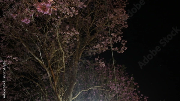Obraz pink flowers on black background