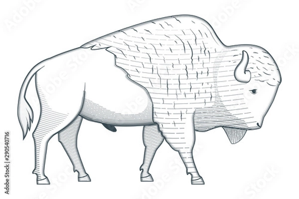 Fototapeta Standing bison illustration