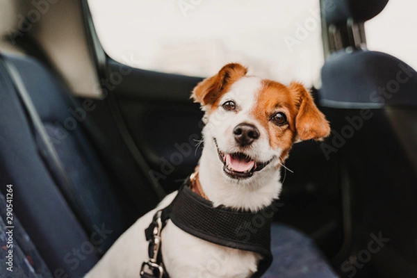 Obraz uroczy mały piesek jack russell w samochodzie z bezpiecznymi szelkami i pasami bezpieczeństwa. Gotowy do podróży. Podróżowanie z koncepcją zwierząt domowych