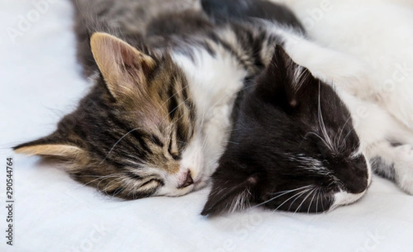 Obraz Two kittens sleeping on white background