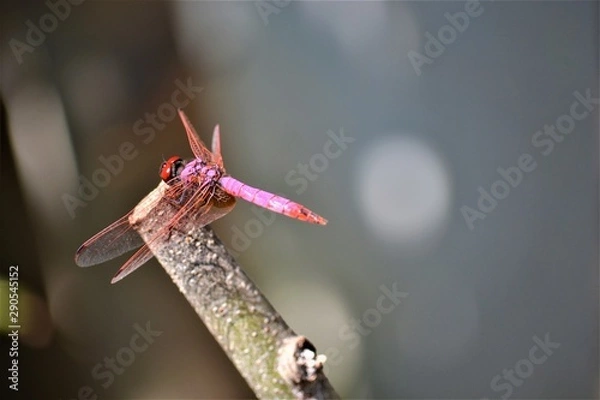 Fototapeta Libellula