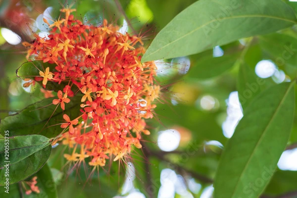 Obraz Colorful orange and yellow blooms of Saraca asoca, Saraca indica Linn, on tree.