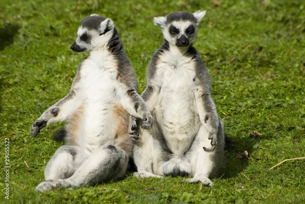 Obraz Mr and Mrs Lemur