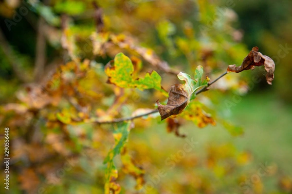 Fototapeta withered leaf on a tree in the park