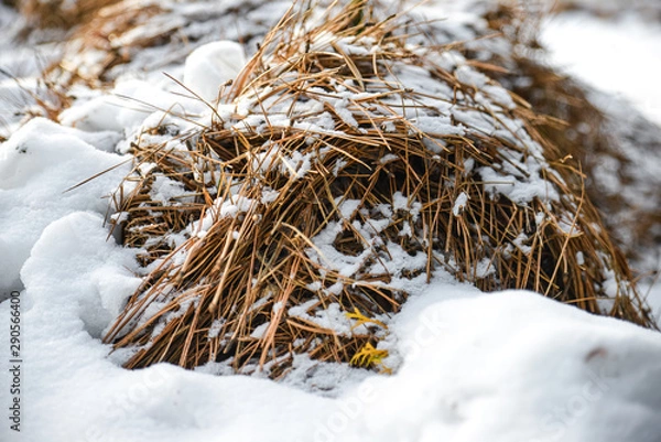 Fototapeta Dry Grass Shrubs Bushes On A Snowfield Covered In White Snow In Cold Winter, Spokane, Washington, USA