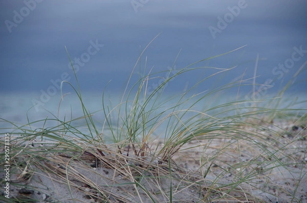 Fototapeta Dünengras
