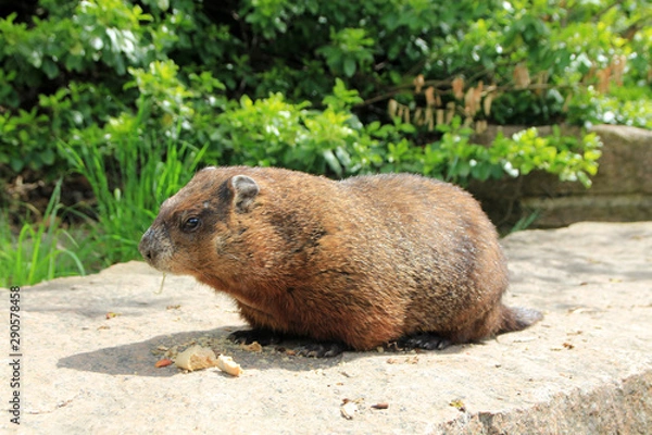 Fototapeta Gopher sitting on the stone