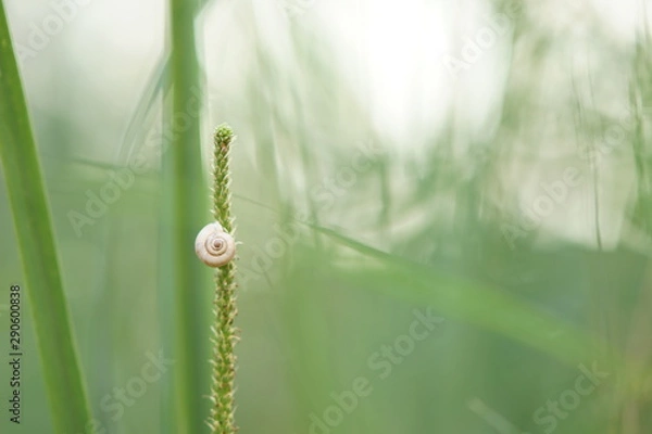Fototapeta white snail shell sitting on green grass, closeup, soft selective focus.