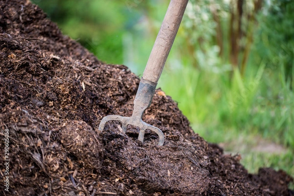 Fototapeta old pitchfork stuck in a pile of manure to fertilize the soil in the garden. Closeup