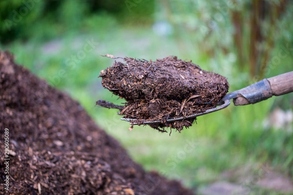 Fototapeta a piece of manure is held on a pitchfork. Closeup