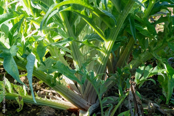Obraz Cardoons in the sun