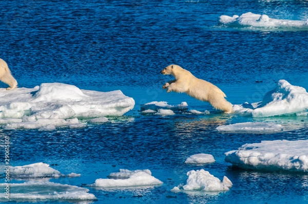 Fototapeta Mother polar  bear with cubs on  ice pack in the Arctic Circle, Barentsoya, Svalbard, Norway
