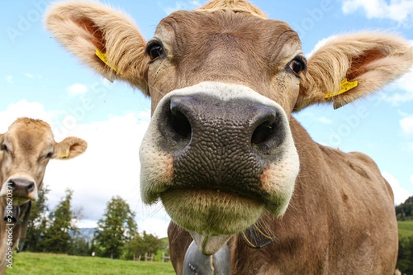 Obraz Cows in swiss mountains