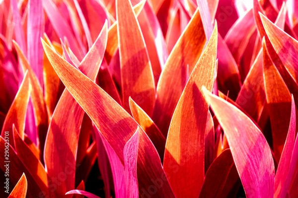 Obraz red light on long big leaves