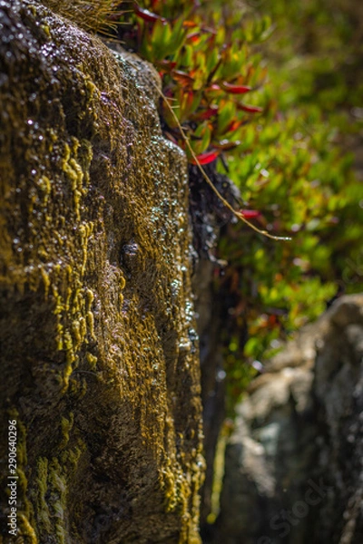 Obraz fungus on tree