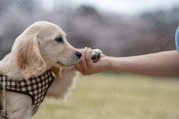 Obraz 道の駅かつやま_ゴールデンレトニエル
