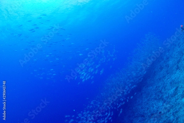 Fototapeta パラオ_ペリリュー_スキューバダイビング