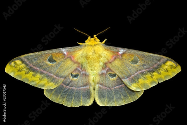 Obraz Butterfly (Saturnidae) 6