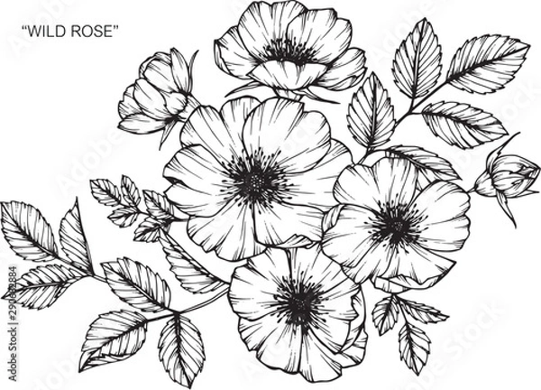 Fototapeta Wild rose flower drawing illustration with line art on white backgrounds.