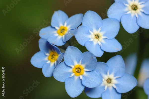 Obraz myosotis