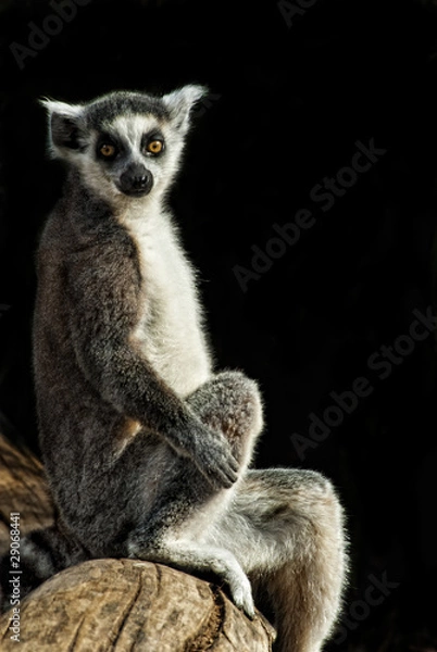 Obraz Katta (Lemur catta)