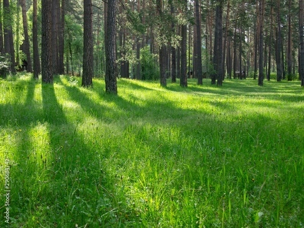 Fototapeta path in forest
