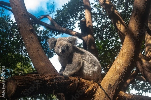 Obraz koala