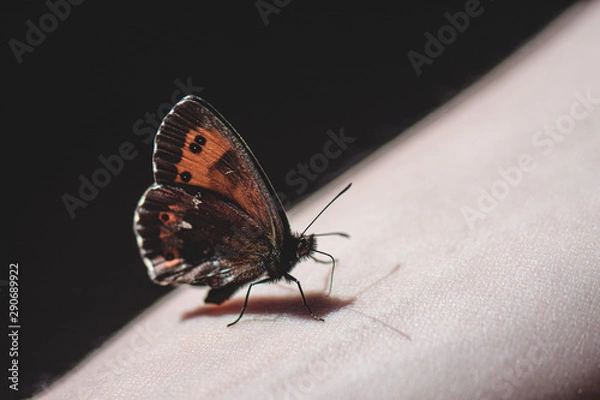 Obraz Mrs. Butterfly