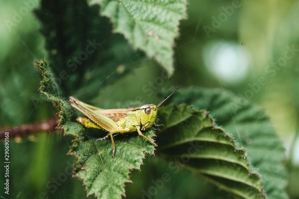 Obraz Mrs. Grasshopper