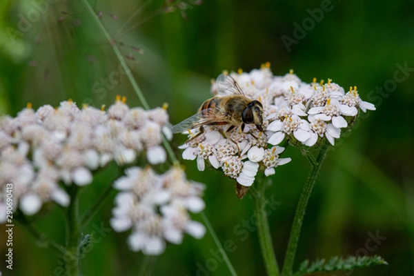 Obraz Real bee in austria