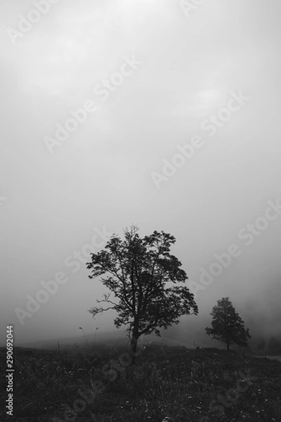 Obraz Lonesome Trees