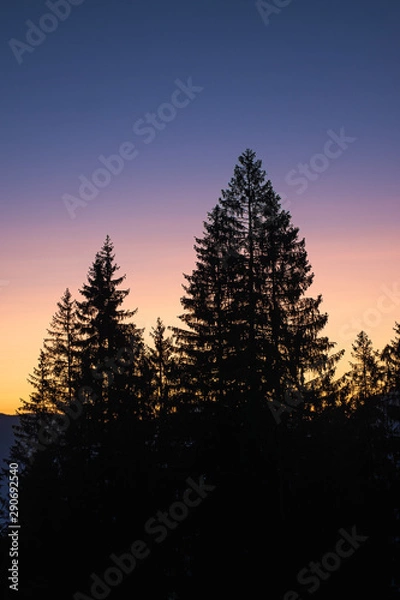 Obraz Tree Silhouette 2