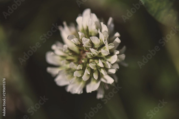 Obraz Real Flowers Austria