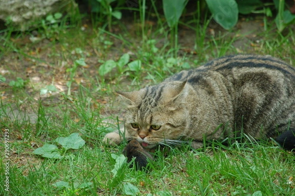 Obraz cat is friends with the mouse