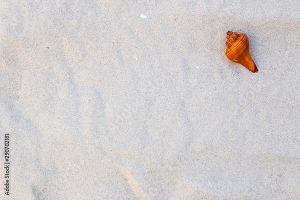 Obraz Shells on the beach on vacation