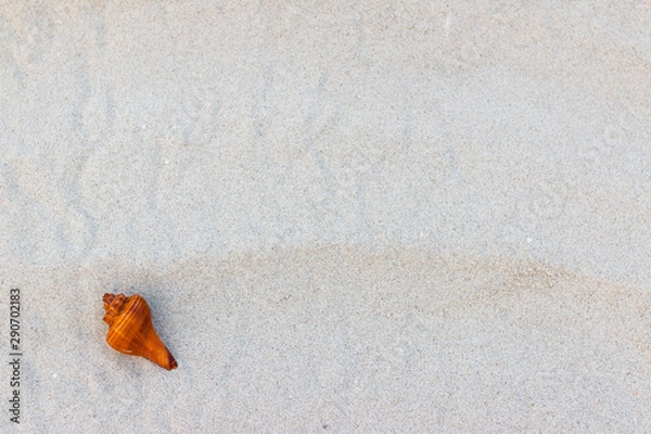 Obraz Shells on the beach on vacation
