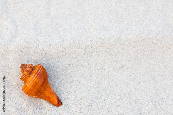 Fototapeta Shells on the beach on vacation