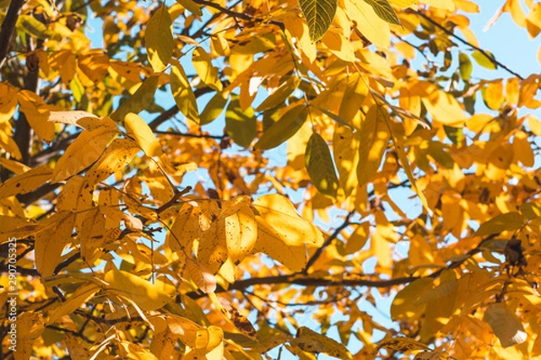 Fototapeta Colorful autumn leaves in the natural environment