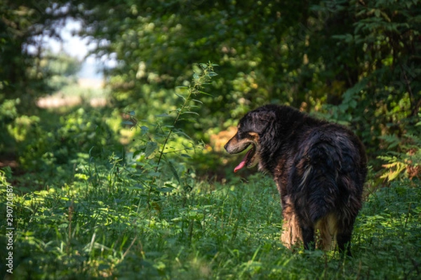 Fototapeta Old and happy male dog walking through the forrest during hot summer day between the trees.