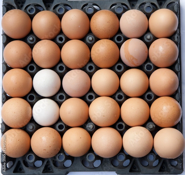 Obraz Eggs full pack