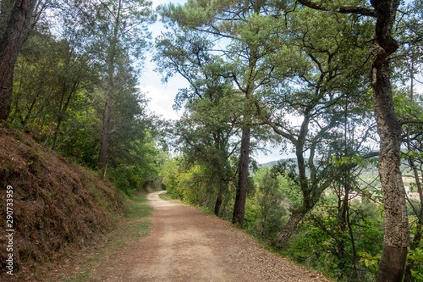 Fototapeta The green way of the carrilet path of Olot