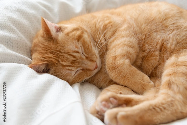 Obraz ベットの上で寝る猫